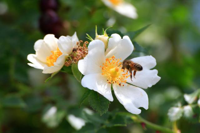 Honeybee-Flowers-Bee01.jpg