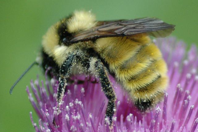 bee_pollen_FULL.jpg