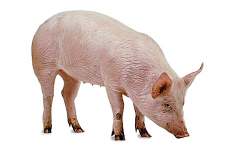 pig_obl.jpg